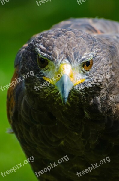 Adult Animal Beak Beautiful Bird