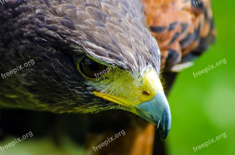 Adult Animal Beak Beautiful Bird