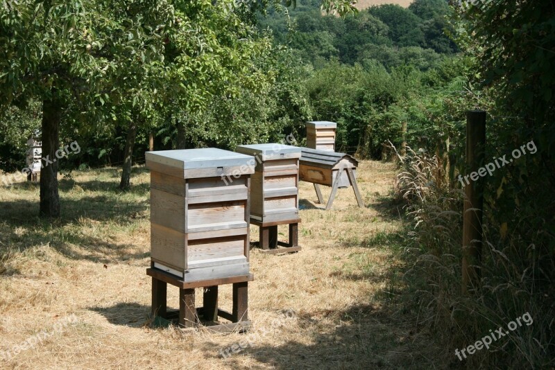 Beehives Orchard Grass Trees Summer