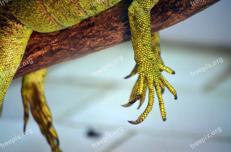 Animals Reptile Claw Hand Lizard