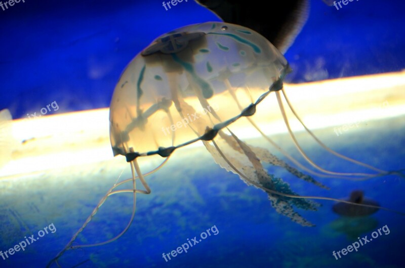 Jellyfish Fish Tentacles Umbrella Like Man-of-war