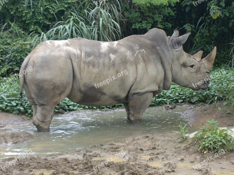 Rhinoceros Animal Africa Horn Huge