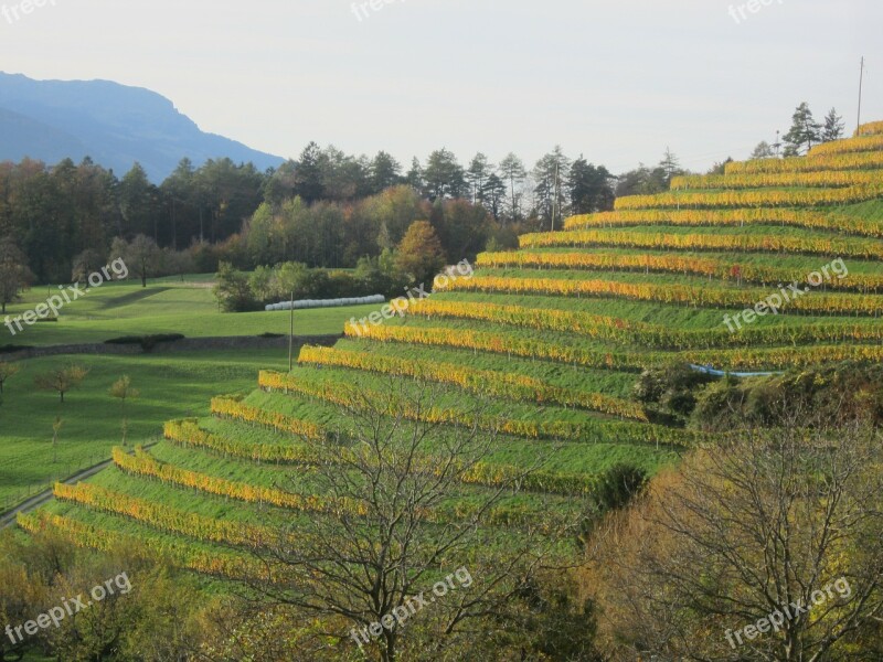 Vineyard Autumn Green Free Photos