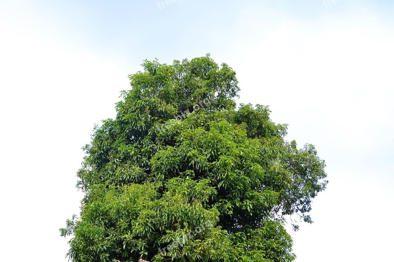 Tree In Sky Negative Space Lonely Waiting Nature