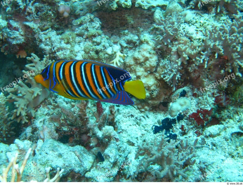 Ocean Life Under Water Colorful Fish Corals