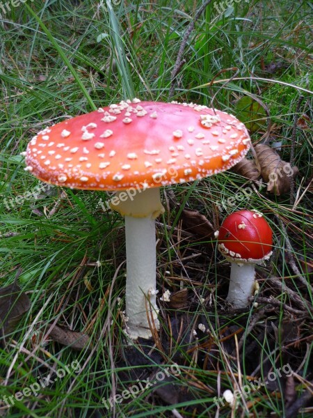 Fly Agaric Toxic Nature Forest Red