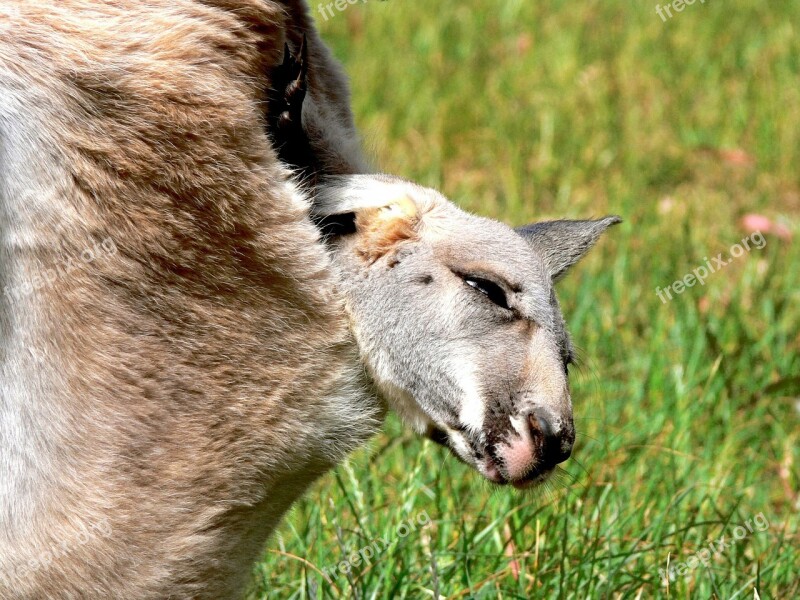 Kangaroo Baby Kangaroo Joey Pouch Marsupial