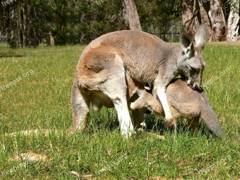 Baby Kangaroo Kangaroo Joey Baby Marsupial