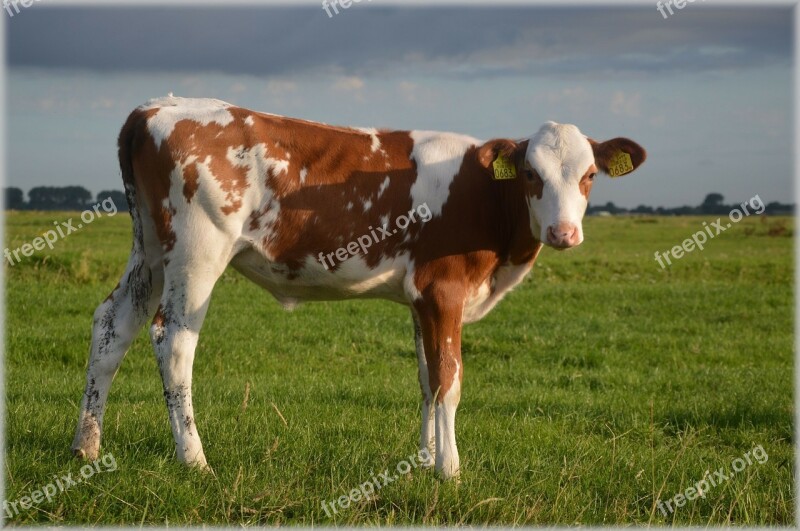 Bull Cow Cattle Farm Exuberant