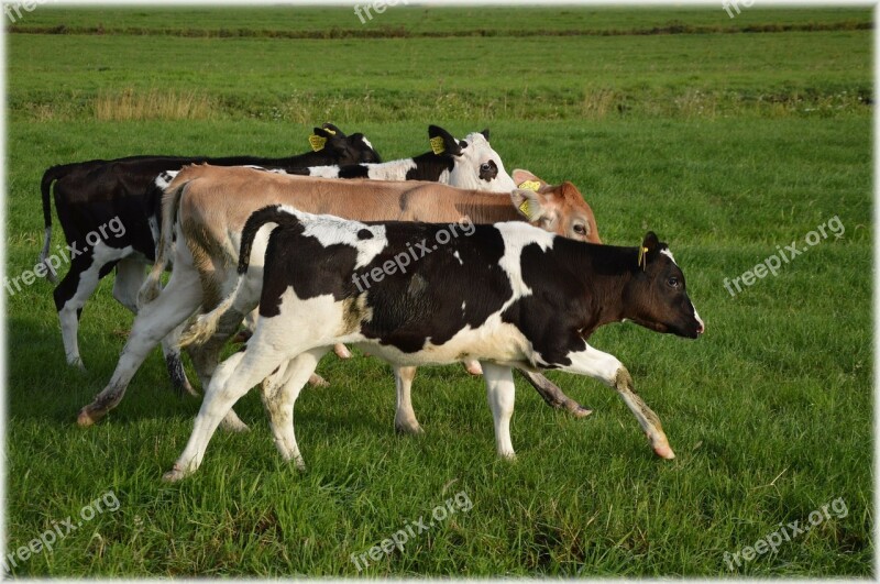 Bull Cow Cattle Farm Exuberant