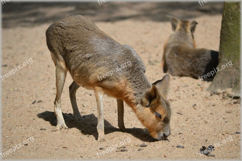 Mara Maras Shrub Deserts Grasslands