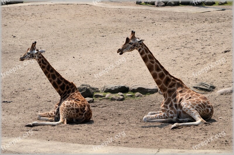 Giraffe Giraffa Camelopardalis Animal Savannah Wild