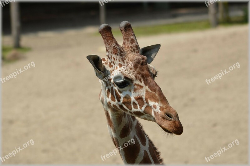 Giraffe Giraffa Camelopardalis Animal Savannah Wild