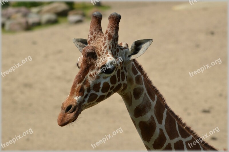 Giraffe Giraffa Camelopardalis Animal Savannah Wild