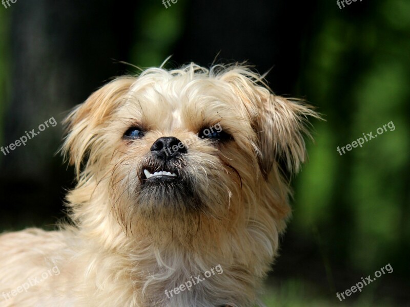 Brussels Griffon Dog Small Dog Terrier Cute