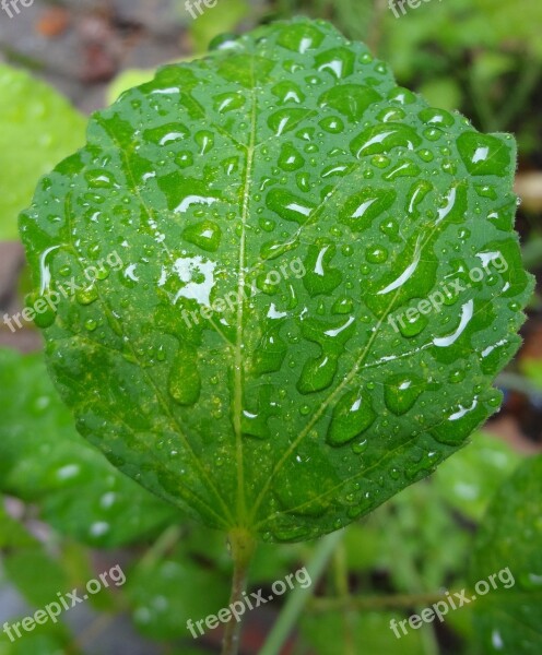 Leaf Rain Rainy Raindrop Raindrops