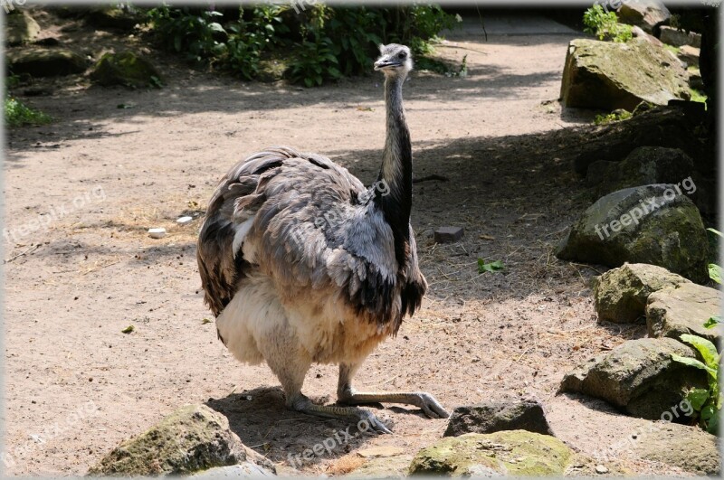 Ostrich African Flightless Bird Struthionidae Fast