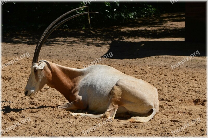 Antelope Scimitar Oryx Grass Bushes Savannah