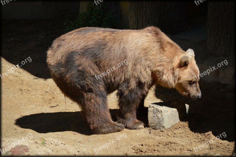 Bear Brown Animal Zoo European Brown Bear