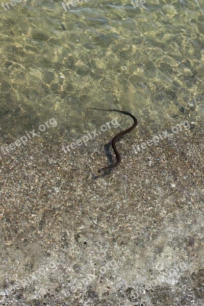 Snake Swimming Water Snake Beach Snake Reptile