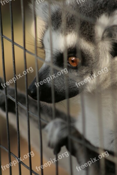 Animals Caged Animal Nature Wild Animal Zoo