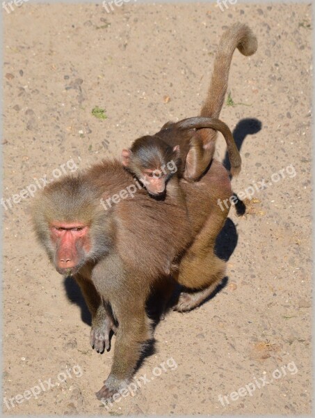 Baboon Baboons Zoo Series Monkey