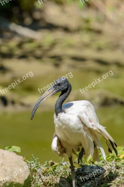 Ibis Sacred Threskiornis Aethiopicus Bird Wings