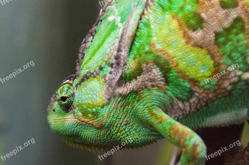 Green Chameleon Reptile Animal Camouflage