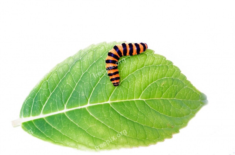 Animal Butterfly Caterpillar Climbing Close-up