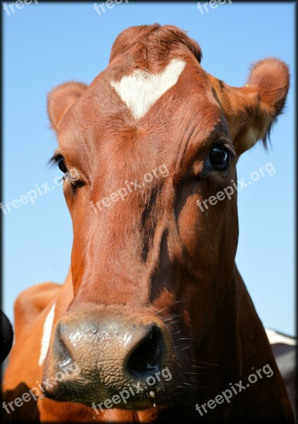 Bull Farm Cattle Cow Animal