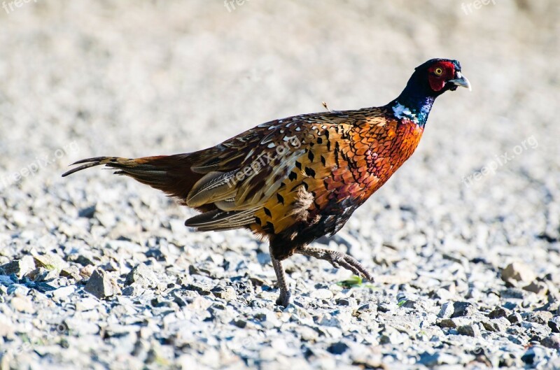 Bird Cock Pheasant Animals Flush