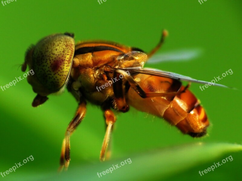 Fly Macro Long Tongue Wallpaper Sunny