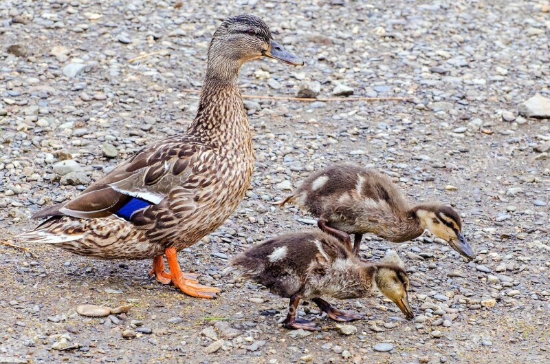 Duckling Duck Animals Small Baby