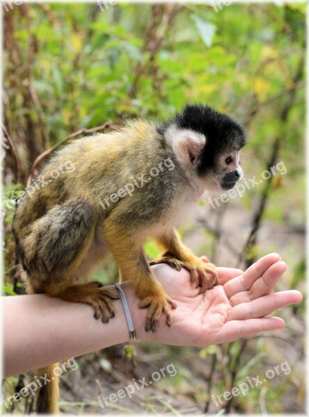 Squirrel Monkeys Monkey Zoo Series Monkeys