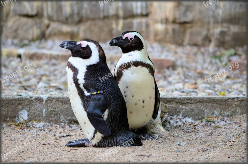 Penguin Black Foot Artis Holland Amsterdam