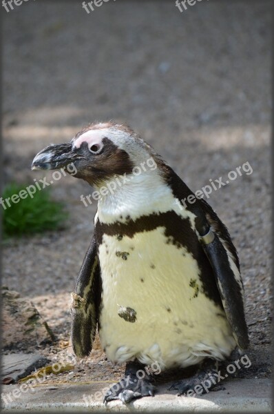 Penguin Black Foot Artis Holland Amsterdam