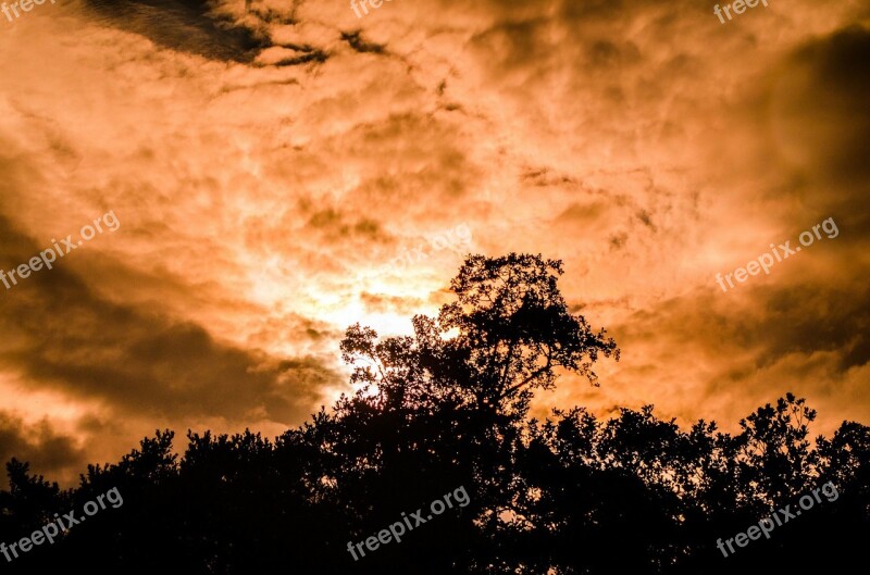 Sunset Leaf Leaves Orange Color