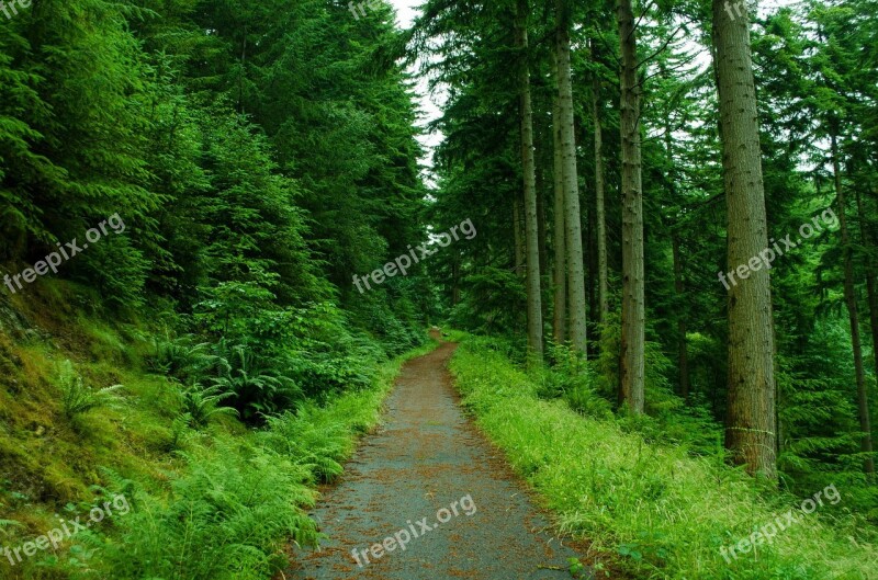 Forest Tree Trees Foliage Leaves