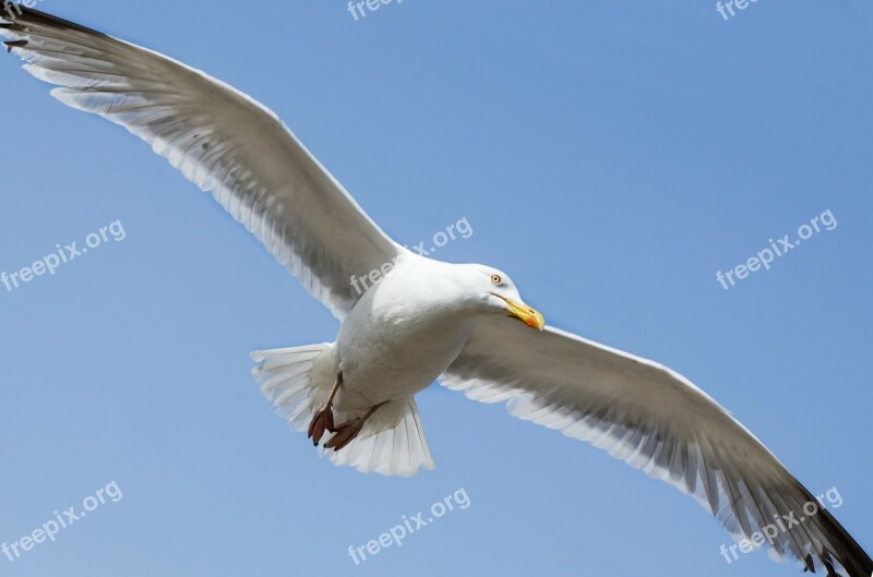 Seagull Bird Aviator Animal Close- Up