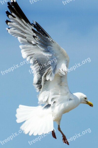 Seagull Bird Aviator Animal Close- Up