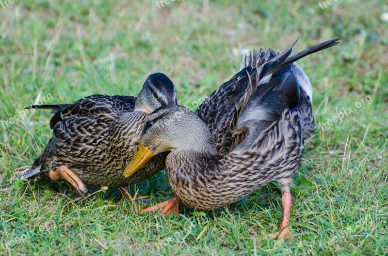 Wild Animals Duck Birds Detail