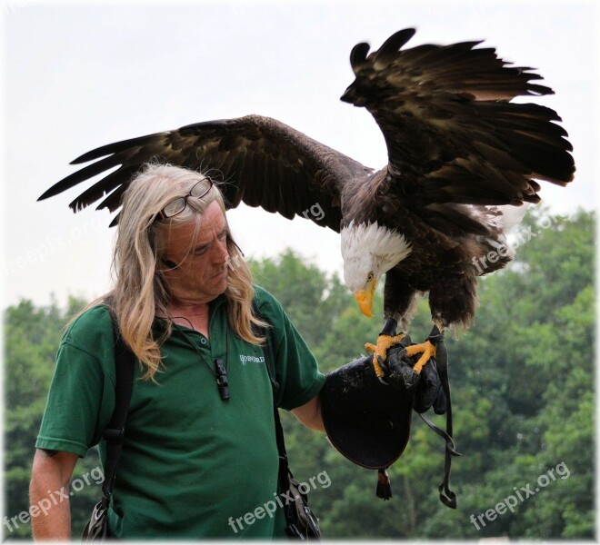 Eagle Show Animal Raptors Birds