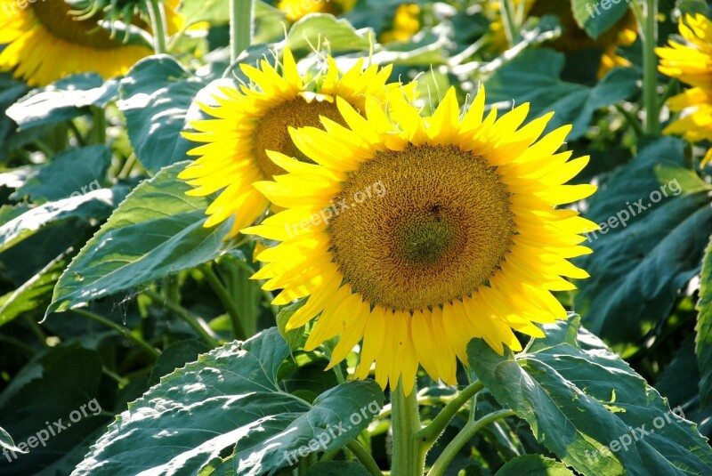 Sunflower Field Summer Nature Flower