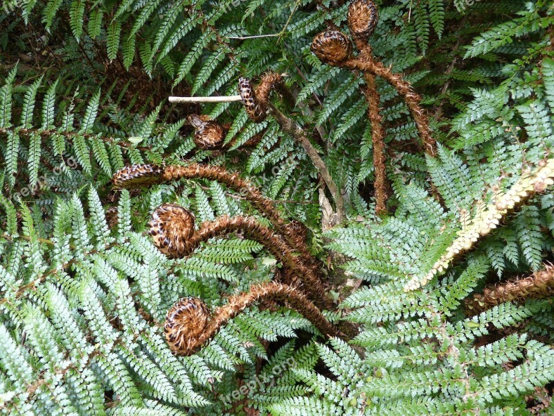 Fern Green Plant Forest Leaf