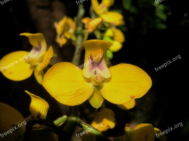 Orchid Flower Yellow Bright Delicate