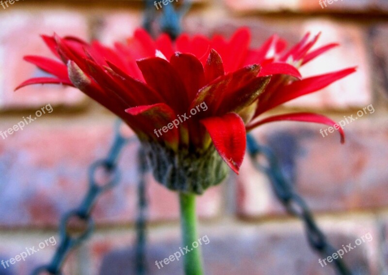 Daisy Baberton Flower Red Petals