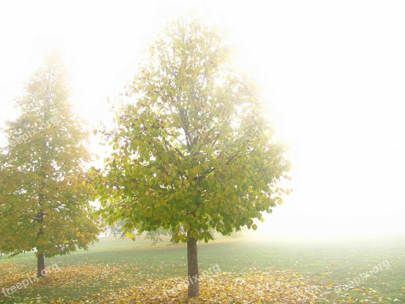 Tree Fog Park Autumn Leaves Golden Autumn