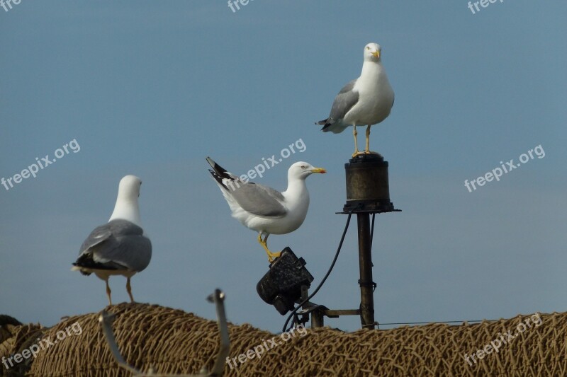 Gulls Networks Mallorca Port Andratx Porto