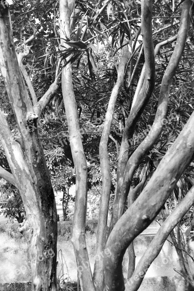 Tree Abstract Back And White Nature Haunted