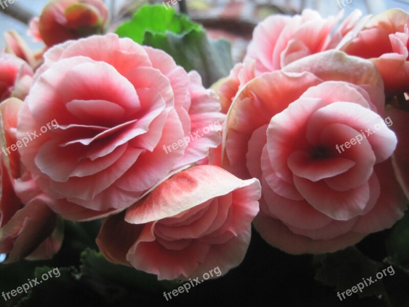 Begonia Flowers Blooms Pink Waxlike